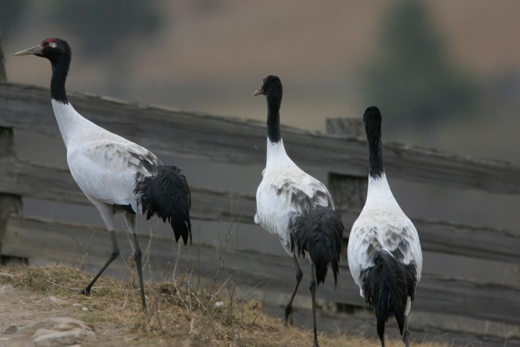 Black-necked cranes in Phobjikha Valley, Bhutan