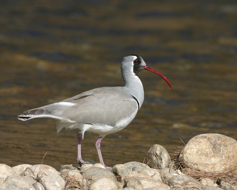 White-bellied heron standing beside a river in Bhutan