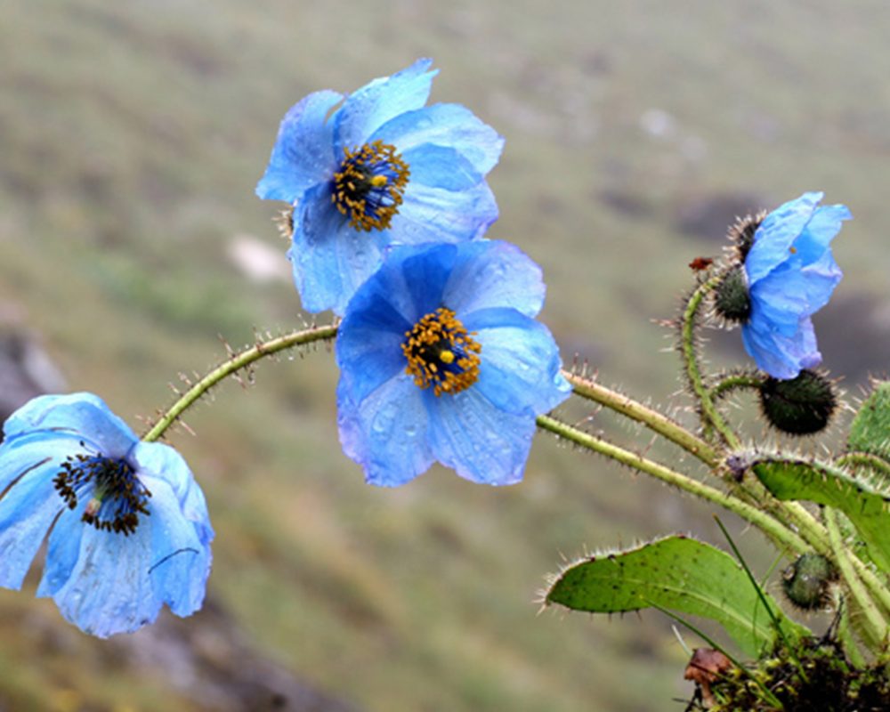 Blue Himalayan poppies, Bhutan’s national flower, blooming in alpine terrain