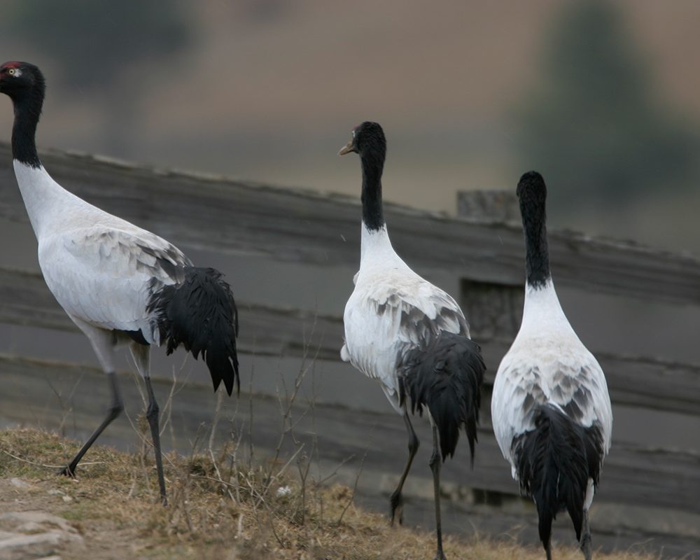 Black-necked cranes in Phobjikha Valley, Bhutan