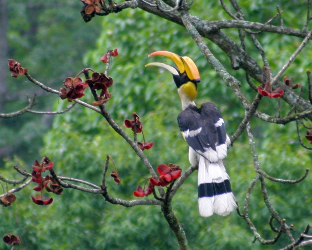Great hornbill perched on a tree branch in Bhutan