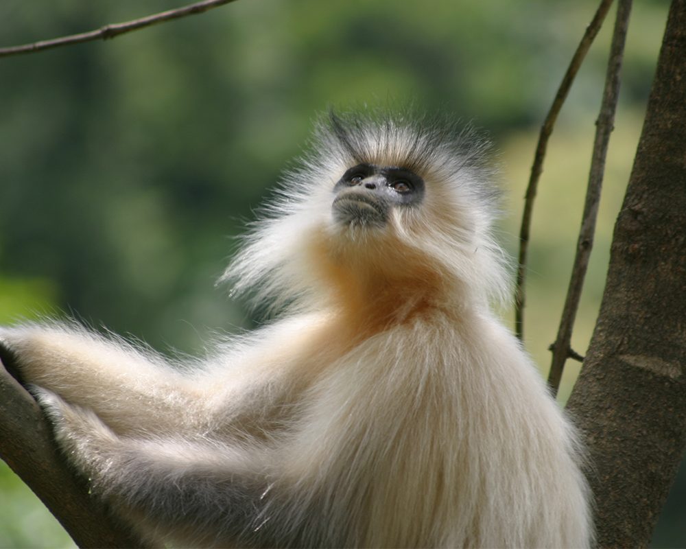 Golden langur resting on a tree branch in Bhutan